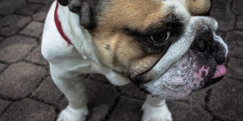 骑行护具材质对决：CE认证下D3O与SAS-TEC，哪种更能守护你的骑行安全？